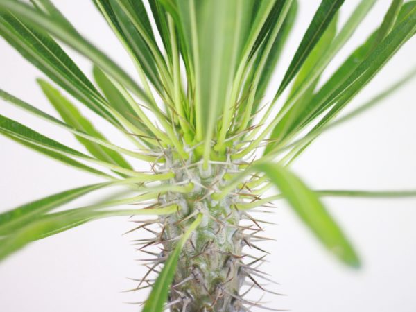 Madagascar Palm