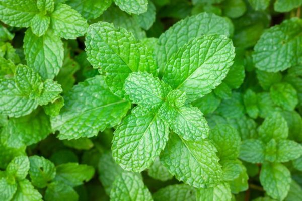 Mint Seeds