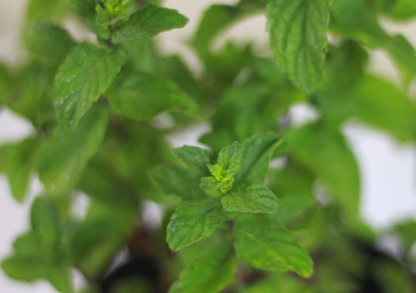 Peppermint