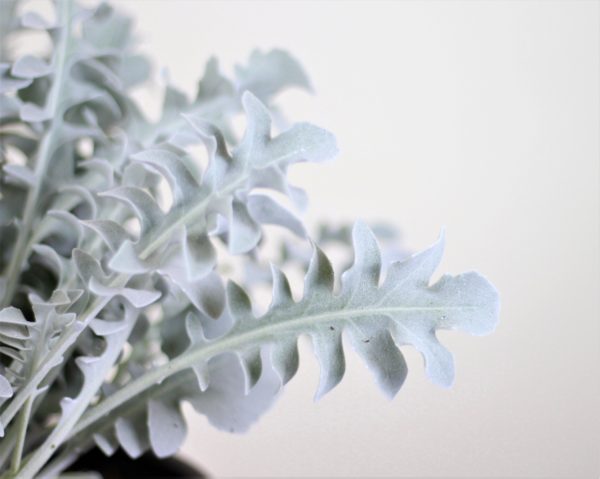 Dusty Miller