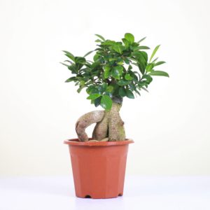 Ginseng Ficus