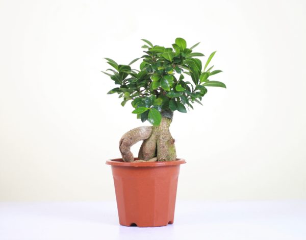 Ginseng Ficus
