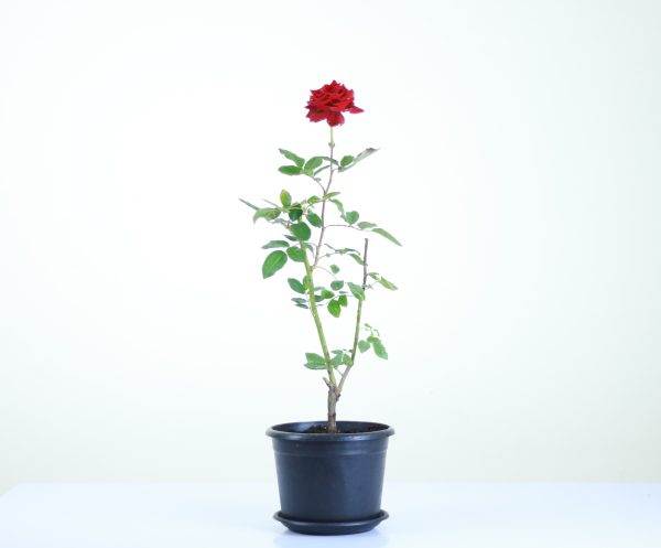 Rose Bush