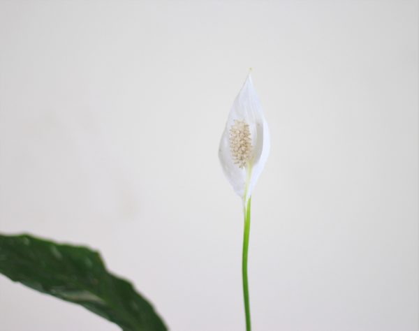 Peace Lily Domino