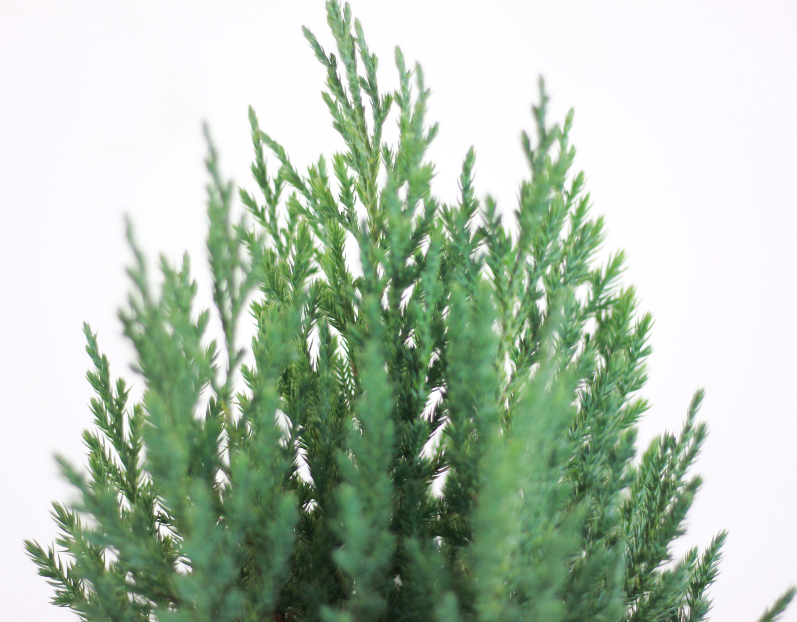 Chinese Juniper (Christmas Bonsai)