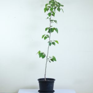 White Mulberry