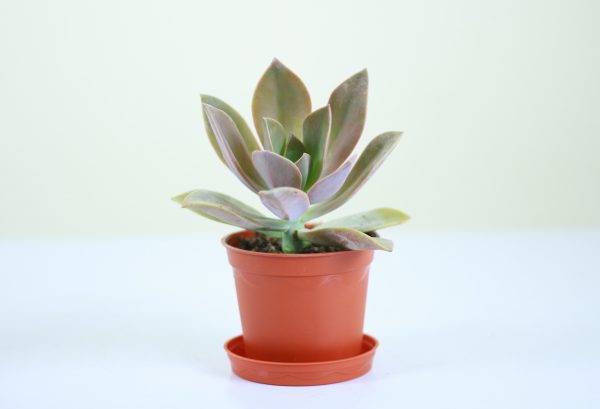 Foxtail Agave
