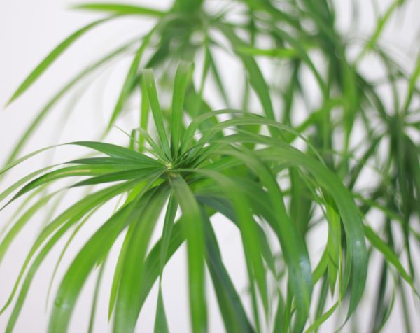 Cyperus Papyrus