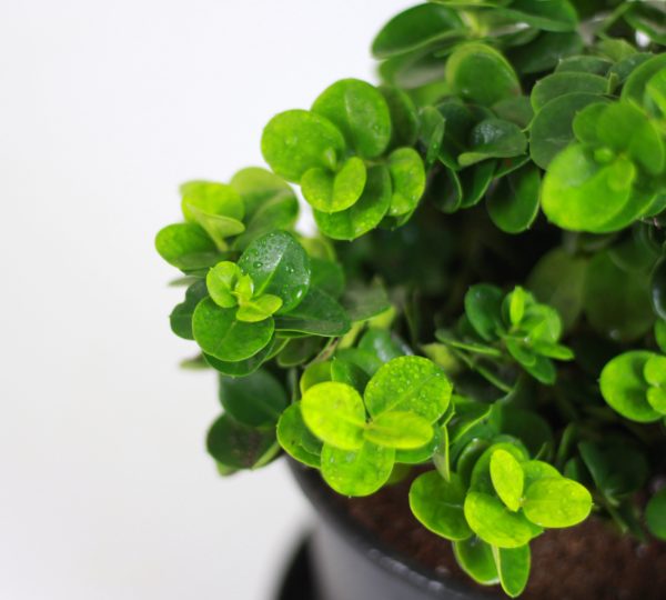 Boxwood Beauty Natal Plum