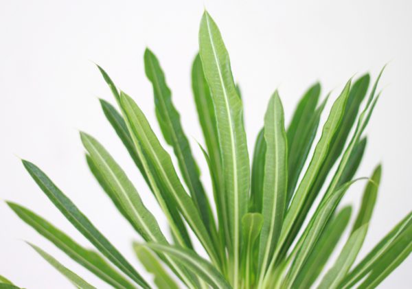 Madagascar Palm