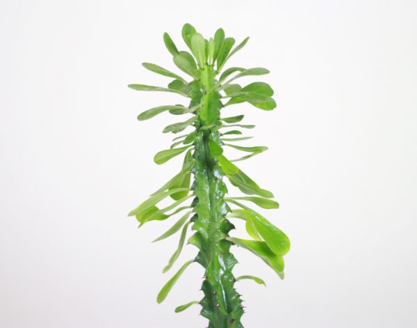 Chocolate Drop Cactus