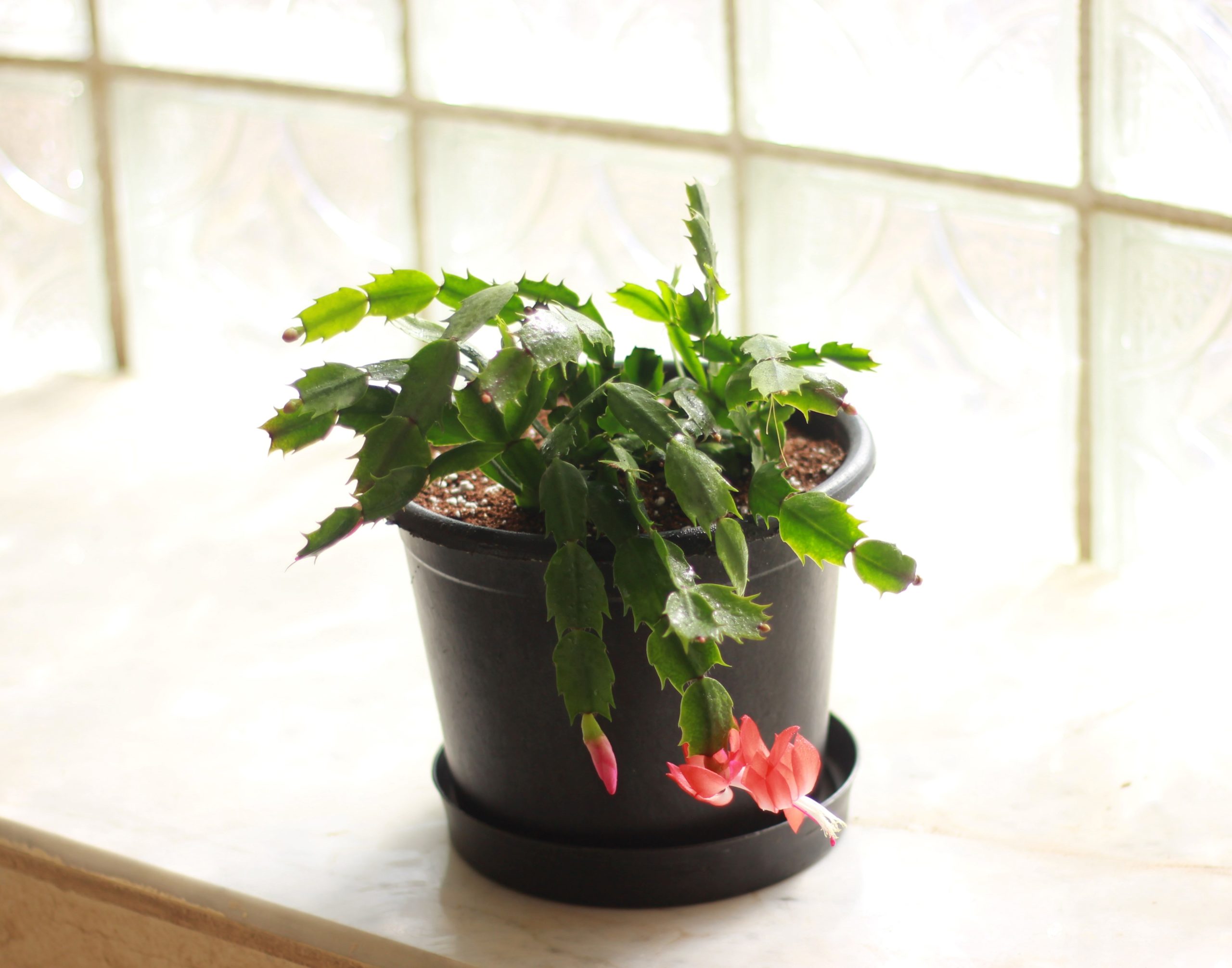 Christmas Cactus