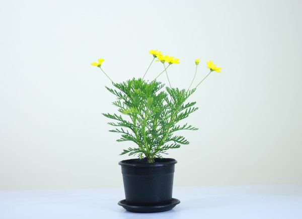 Golden Daisy Bush