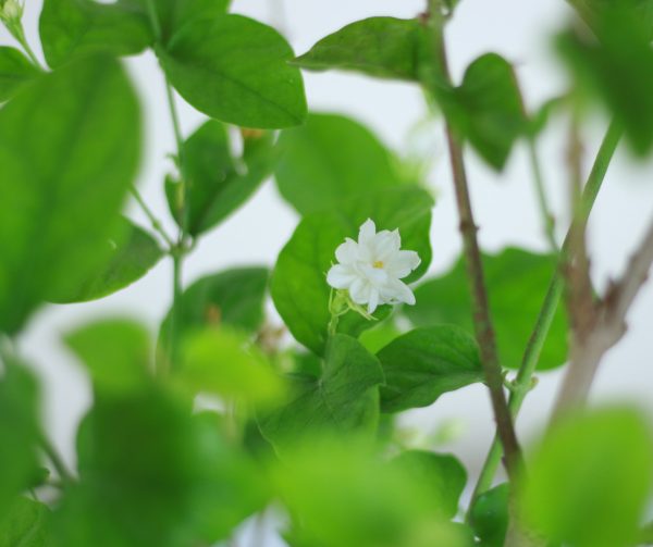 Arabian Jasmine