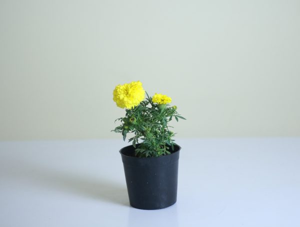 Marigold