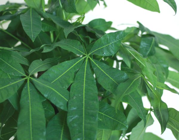 Money Tree
