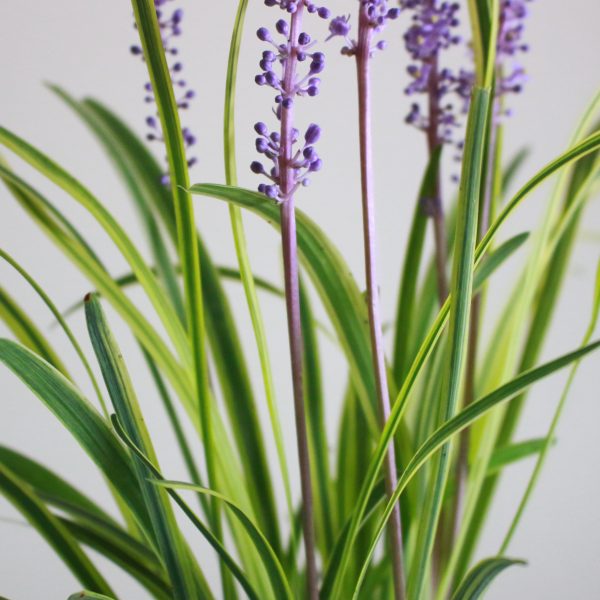 Monkey Grass