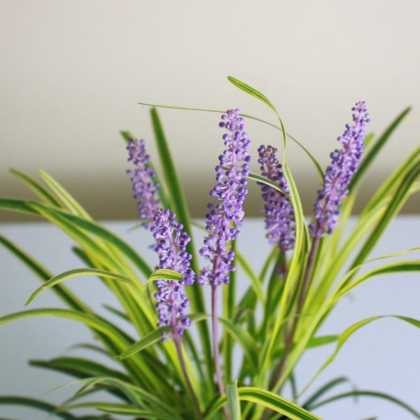 Monkey Grass