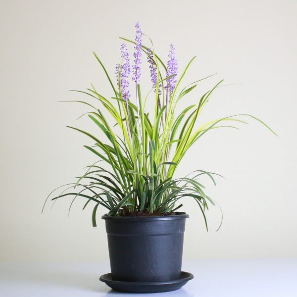 Monkey Grass