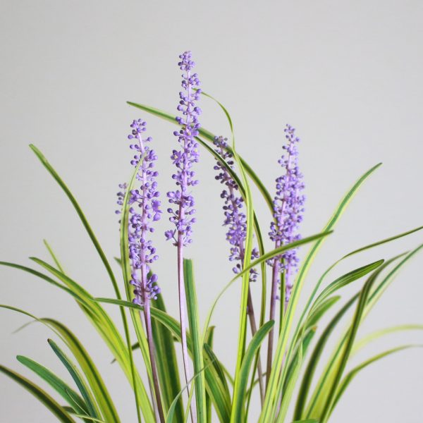 Monkey Grass