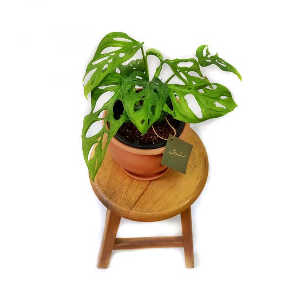 Office Plants Set (10 Plants)