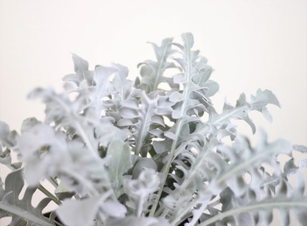Dusty Miller
