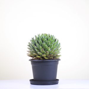 Queen Victoria Agave