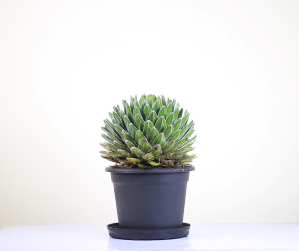 Queen Victoria Agave