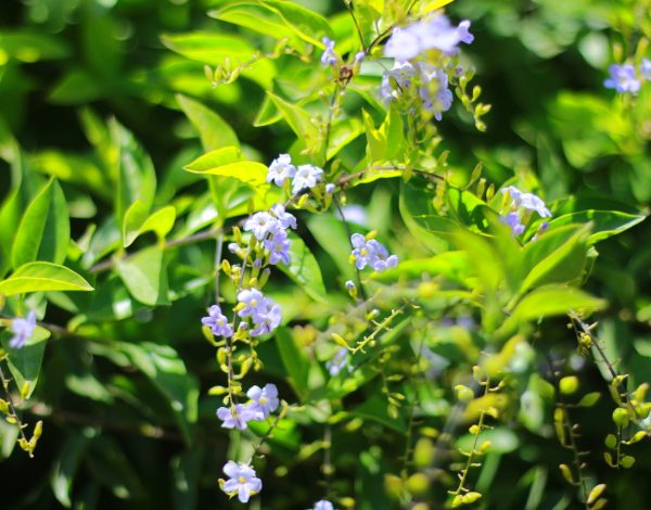 Gold Mound Dewdrop