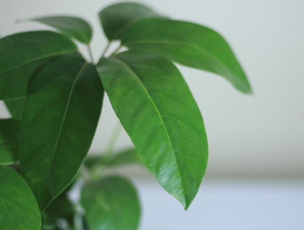 Australian Umbrella Tree