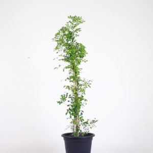 Murraya
