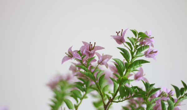 Bougainvillea Glabra