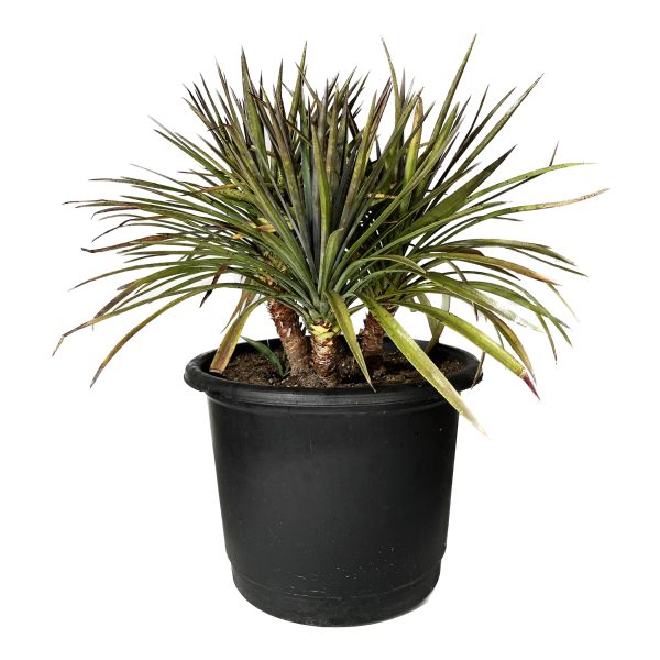Narrowleaf Yucca