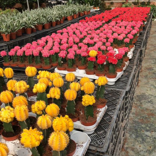 Neon Cacti