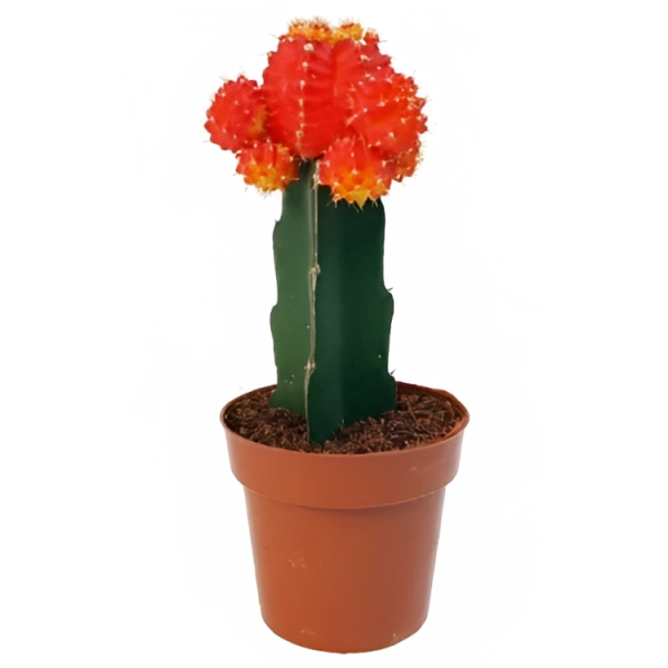 Neon Cacti