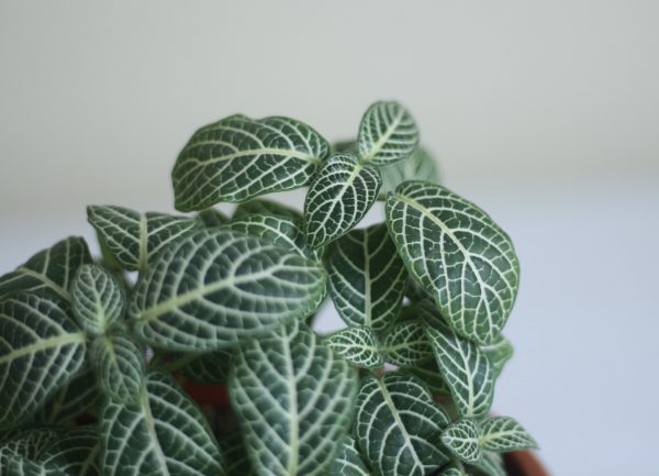 Nerve Plant