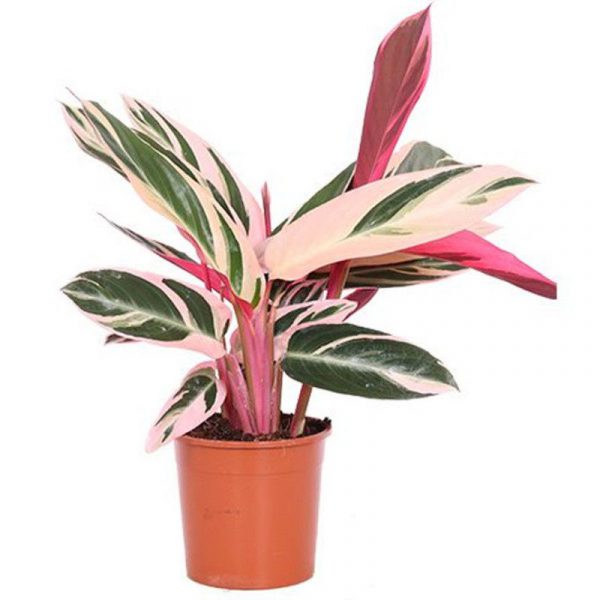 Calathea Triostar