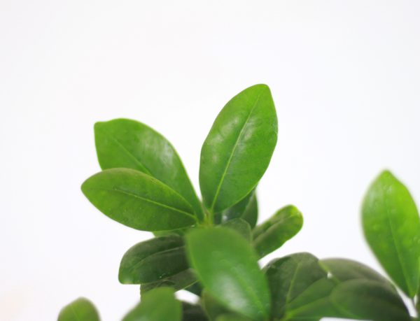 Ginseng Ficus
