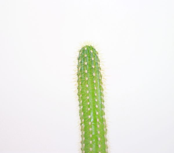 Hairbrush Cactus