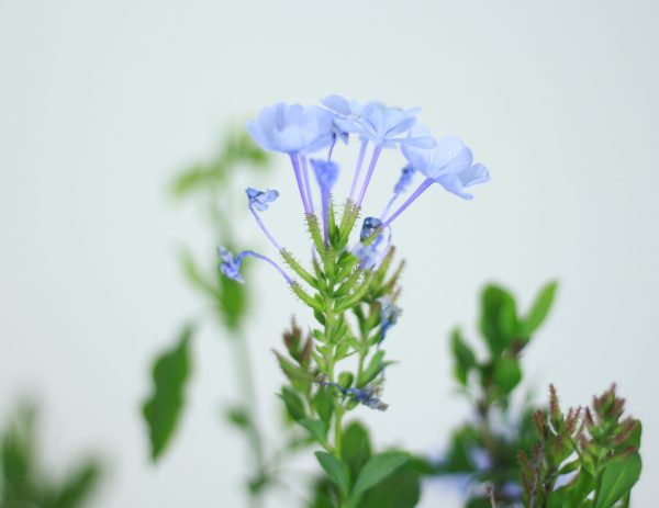 Plumbago