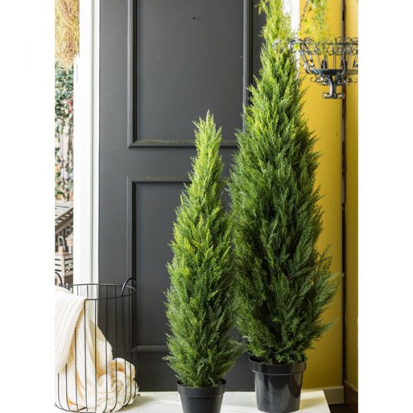 Oriental Arborvitae