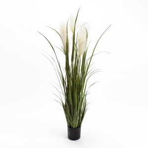 pampas grass