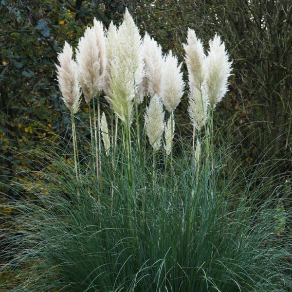 pampas grass in situ