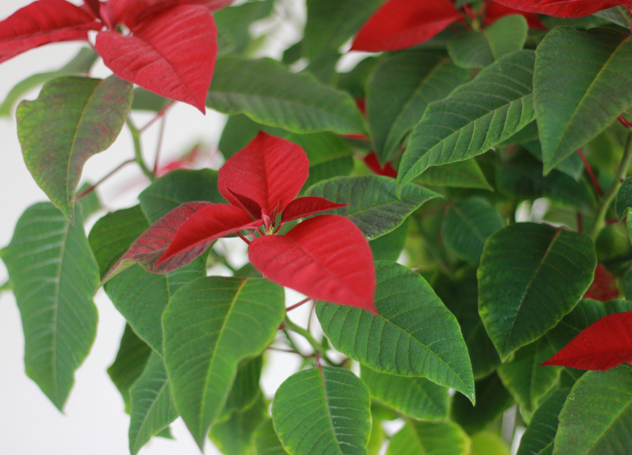 Red Poinsettia