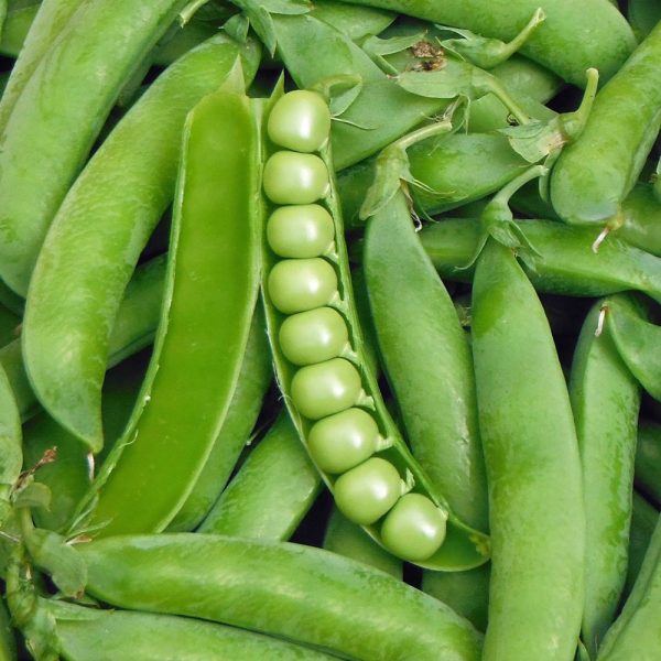 Pea Seeds
