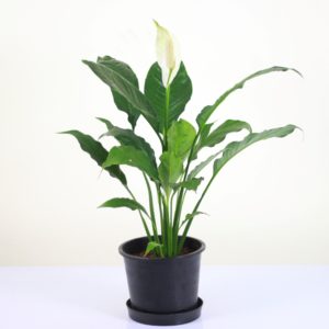 Peace Lily