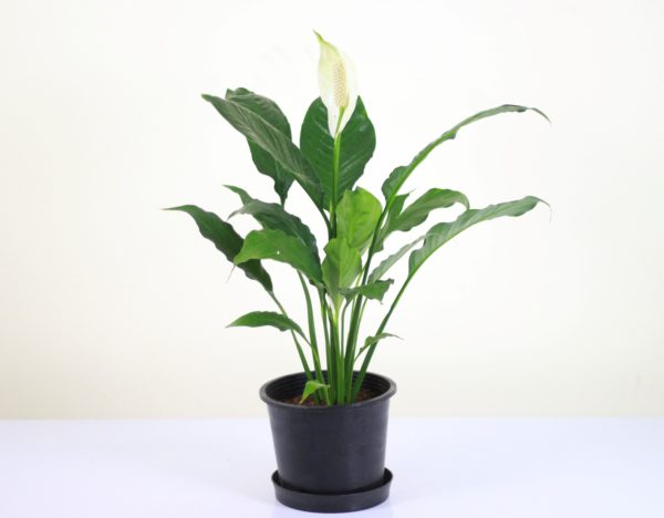 Peace Lily