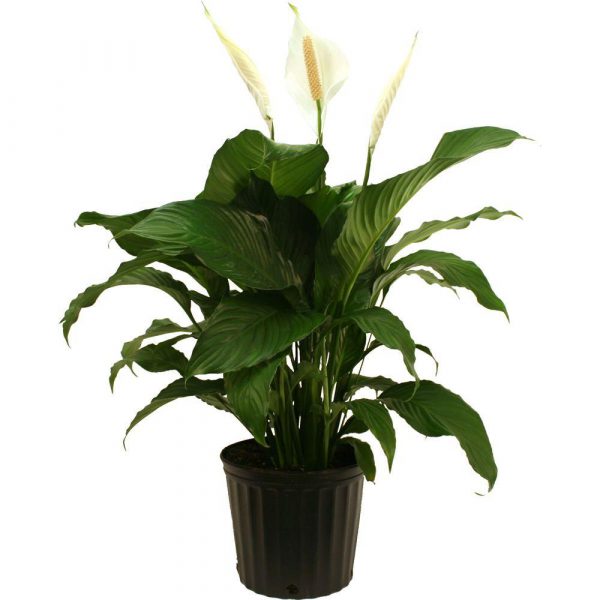 Air Purifying Set (8 Plants)