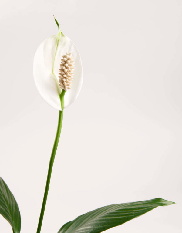 Peace lily detail