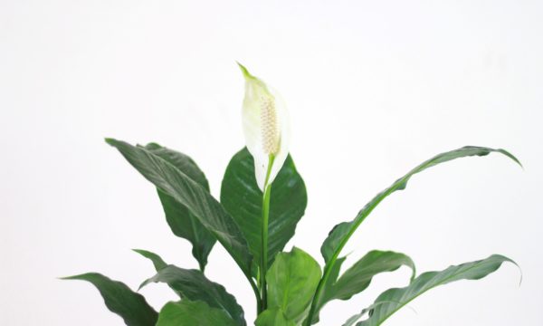 Peace Lily